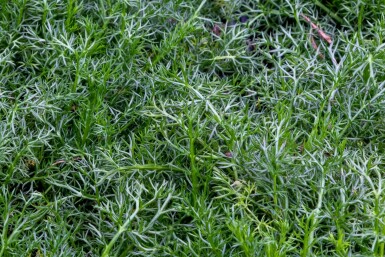 Camomille noble Chamaemelum nobile 'Treneague' 5-10 pot P9 Chamaemelum nobile 'Treneague'