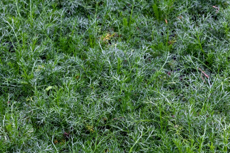 Camomille noble Chamaemelum nobile 'Treneague' 5-10 pot P9 Chamaemelum nobile 'Treneague'