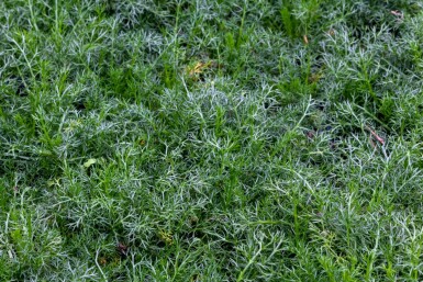 Camomille noble Chamaemelum nobile 'Treneague' 5-10 pot P9 Chamaemelum nobile 'Treneague'