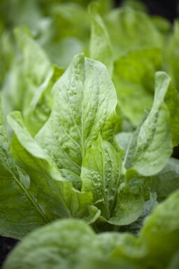 Chicorée sauvage Cichorium intybus 5-10 pot P9 Cichorium intybus