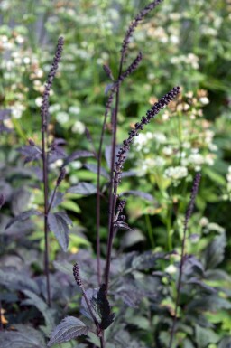 Actée à grappes noires Cimicifuga ramosa 'Brunette' 5-10 pot P9 Cimicifuga ramosa 'Brunette'