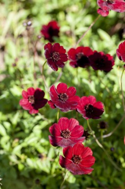 Cosmos chocolat Cosmos atrosanguineus 5-10 pot P9 Cosmos atrosanguineus