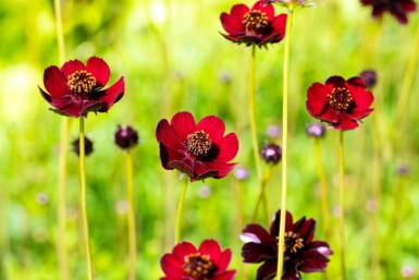 Cosmos chocolat Cosmos atrosanguineus 5-10 pot P9 Cosmos atrosanguineus