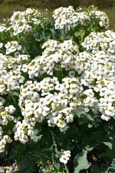 Chou marin Crambe maritima 5-10 pot P9 Crambe maritima