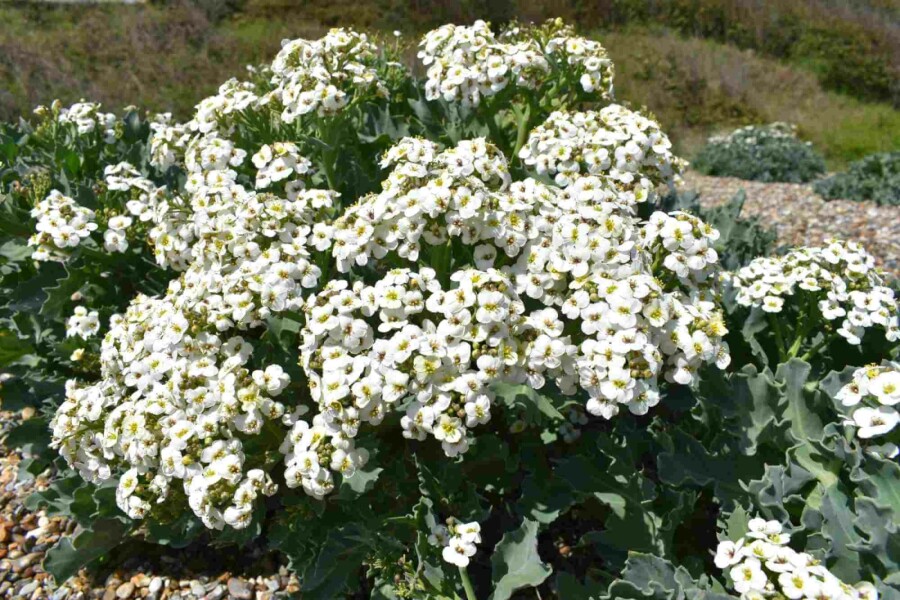 Chou marin Crambe maritima 5-10 pot P9 Crambe maritima