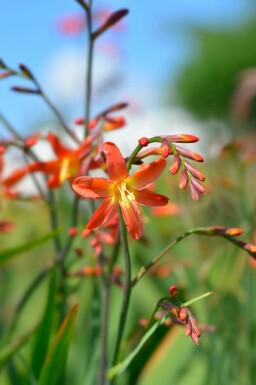 Crocosmie Crocosmia x crocosmiiflora 'Carmine Brilliant' 5-10 pot P9 Crocosmia x crocosmiiflora 'Carmine Brilliant'