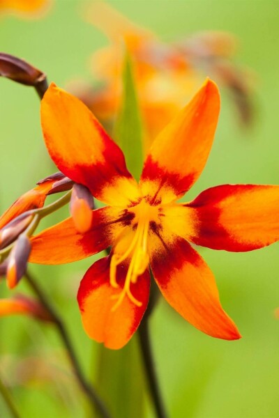 Fleur de feu Crocosmia x crocosmiiflora 'Emily McKenzie' 5-10 pot P9 Crocosmia x crocosmiiflora 'Emily McKenzie'