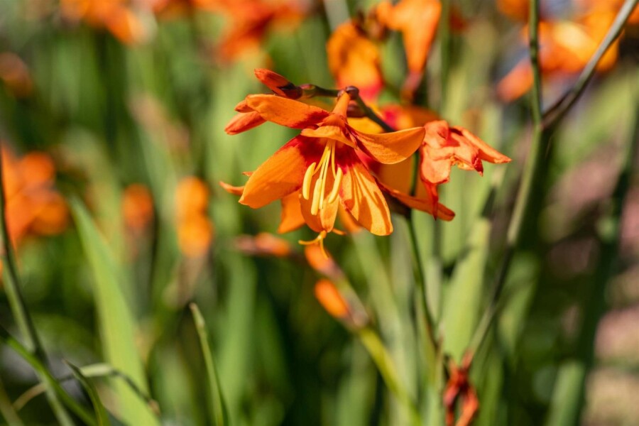 Fleur de feu Crocosmia x crocosmiiflora 'Emily McKenzie' 5-10 pot P9 Crocosmia x crocosmiiflora 'Emily McKenzie'