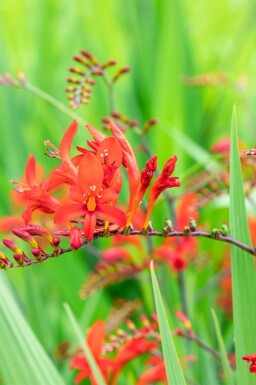 Montbrétia Crocosmia x crocosmiiflora 'Lucifer' 5-10 pot P9 Crocosmia x crocosmiiflora 'Lucifer'