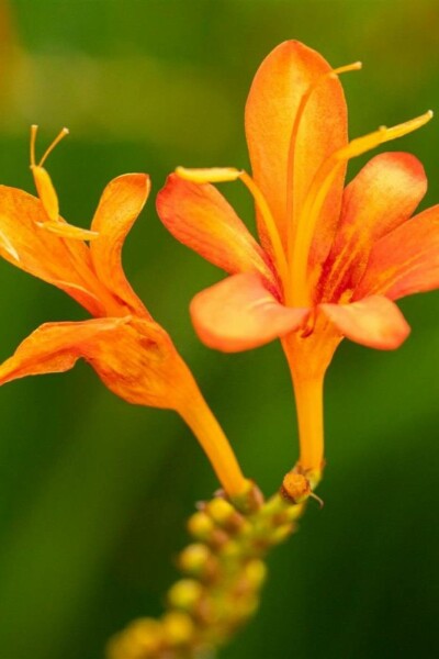 Crocosmie de mason Crocosmia masoniorum 5-10 pot P9 Crocosmia masoniorum