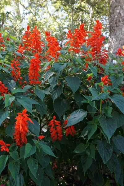 Crocosmie Crocosmia x crocosmiiflora 'Red King' 5-10 pot P9 Crocosmia x crocosmiiflora 'Red King'