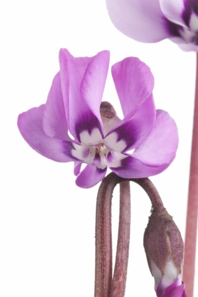Cyclamen du caucase Cyclamen coum 5-10 pot P9 Cyclamen coum