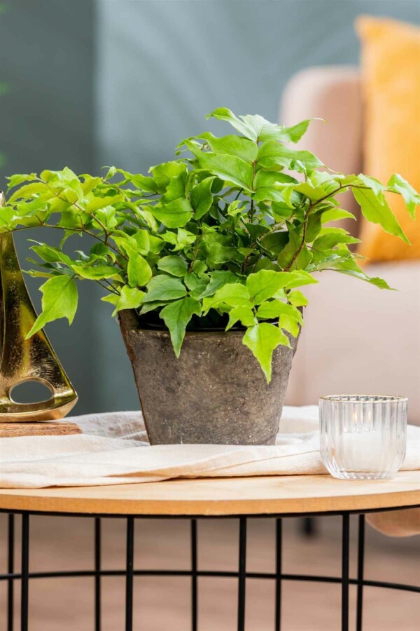 Fougère houx Cyrtomium fortunei 5-10 pot P9 Cyrtomium fortunei