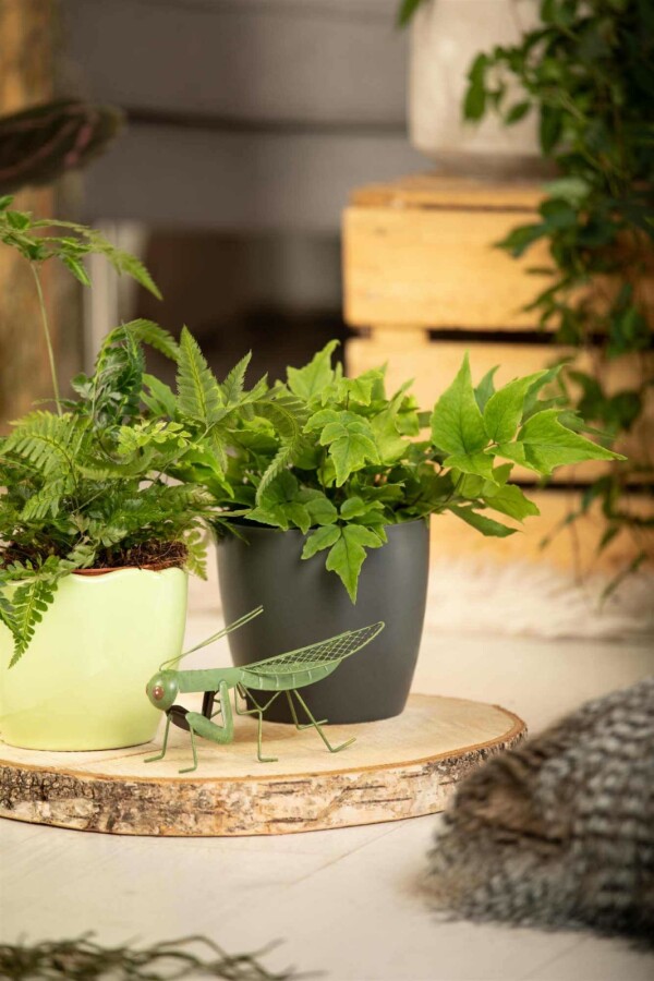 Fougère houx Cyrtomium fortunei 5-10 pot P9 Cyrtomium fortunei