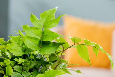 Fougère houx Cyrtomium fortunei 5-10 pot P9 Cyrtomium fortunei