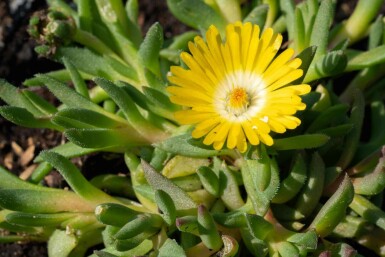 Pourpier vivace Delosperma congestum 5-10 pot P9 Delosperma congestum