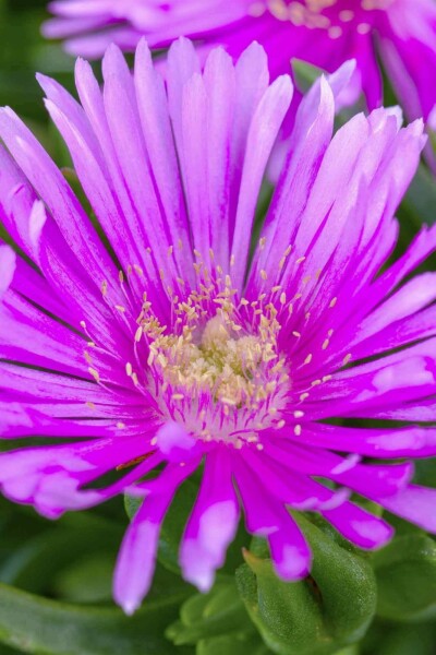 Pourpier de cooper Delosperma cooperi 5-10 pot P9 Delosperma cooperi