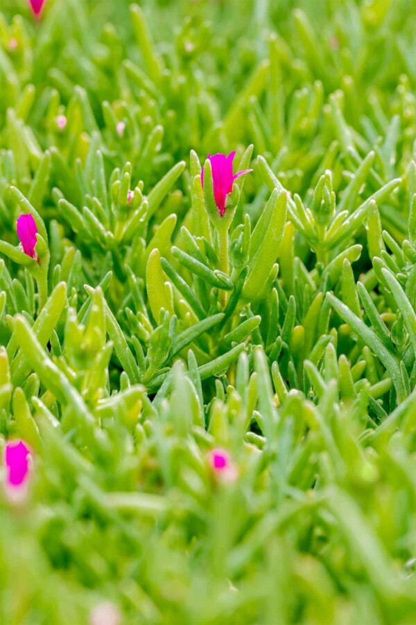 Pourpier de cooper Delosperma cooperi 5-10 pot P9 Delosperma cooperi