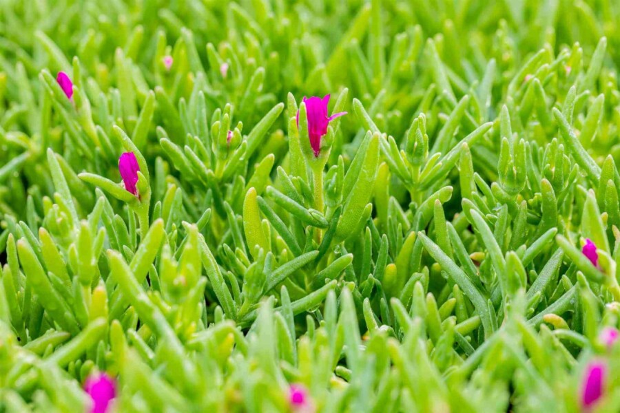 Pourpier de cooper Delosperma cooperi 5-10 pot P9 Delosperma cooperi