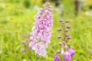 Delphinium pacific 'Astolat'
