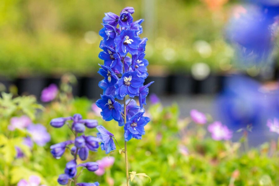 Dauphinelle Delphinium pacific 'Blue Bird' 5-10 pot P9 Delphinium pacific 'Blue Bird'