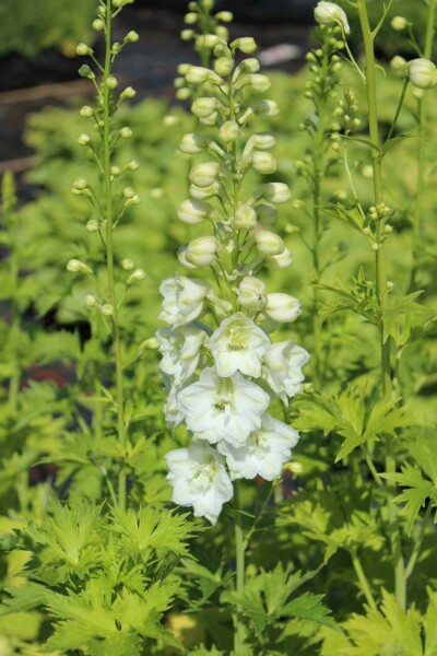 Speron de chevalier Delphinium pacific 'Galahad' 5-10 pot P9 Delphinium pacific 'Galahad'