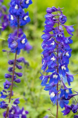 Dauphinelle Delphinium pacific 'King Arthur' 5-10 pot P9 Delphinium pacific 'King Arthur'