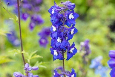 Dauphinelle Delphinium pacific 'King Arthur' 5-10 pot P9 Delphinium pacific 'King Arthur'