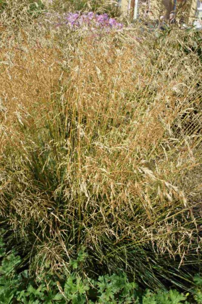 Canche cespiteuse Deschampsia cespitosa 'Palava' 5-10 pot P9 Deschampsia cespitosa 'Palava'