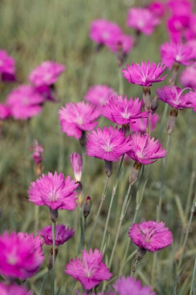 Oeillet des chartreux Dianthus carthusianorum 5-10 pot P9 Dianthus carthusianorum