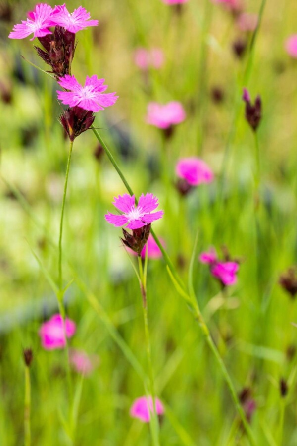 Oeillet des chartreux Dianthus carthusianorum 5-10 pot P9 Dianthus carthusianorum