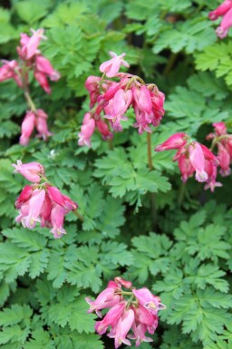 CÅur de jeannette Dicentra formosa 'Luxuriant' 5-10 pot P9 Dicentra formosa 'Luxuriant'