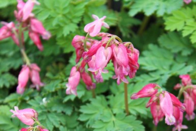 CÅur de jeannette Dicentra formosa 'Luxuriant' 5-10 pot P9 Dicentra formosa 'Luxuriant'