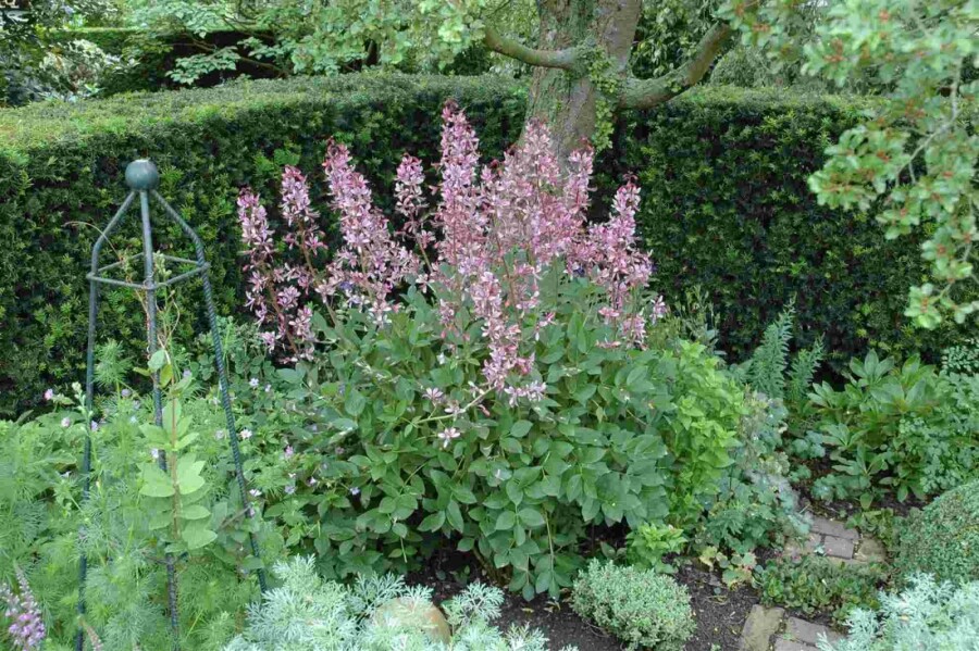 Buisson ardent Dictamnus albus 5-10 pot P9 Dictamnus albus