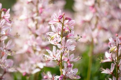 Buisson ardent Dictamnus albus 5-10 pot P9 Dictamnus albus