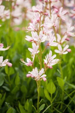 Buisson ardent Dictamnus albus 5-10 pot P9 Dictamnus albus