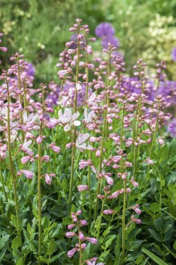 Buisson ardent Dictamnus albus 5-10 pot P9 Dictamnus albus