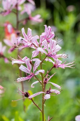 Buisson ardent Dictamnus albus 5-10 pot P9 Dictamnus albus