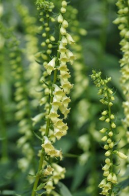 Digitale jaune Digitalis lutea 5-10 pot P9 Digitalis lutea