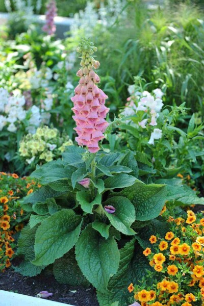 Digitale pourpre Digitalis 'Mertonensis' 5-10 pot P9 Digitalis 'Mertonensis'