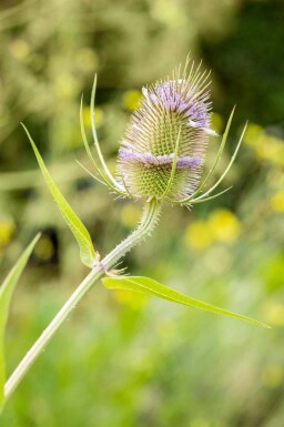 Cardère sauvage Dipsacus fullonum 5-10 pot P9 Dipsacus fullonum