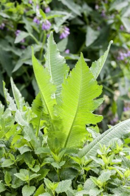 Cardère sauvage Dipsacus fullonum 5-10 pot P9 Dipsacus fullonum
