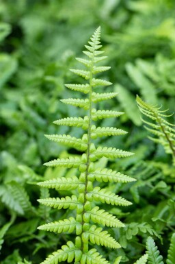 Dryopteris affinis