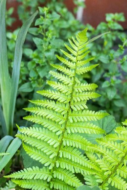 Dryopteris affinis