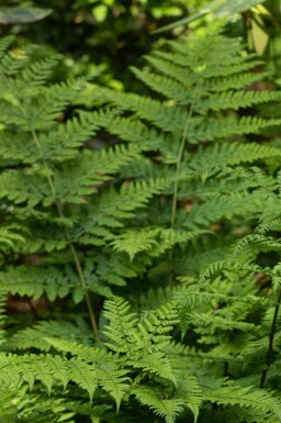 Dryopteris dilatata