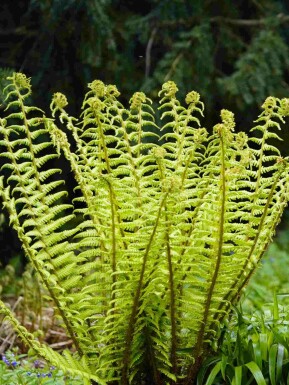 Dryopteris wallichiana