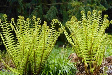 Dryopteris wallichiana