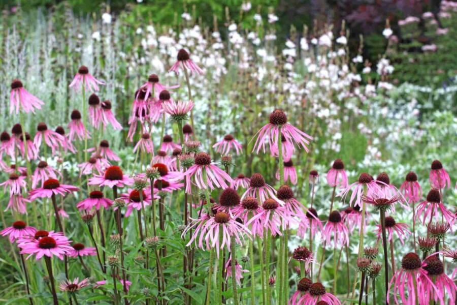 Échinacée pâle Echinacea pallida 5-10 pot P9 Echinacea pallida