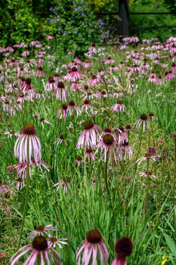 Échinacée pâle Echinacea pallida 5-10 pot P9 Echinacea pallida