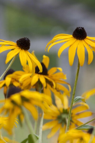 Échinacée jaune Echinacea paradoxa 5-10 pot P9 Echinacea paradoxa